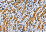 BBS4 Antibody in Immunohistochemistry (Paraffin) (IHC (P))