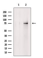 SOX5 Antibody in Western Blot (WB)