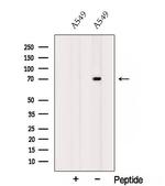 SOX5 Antibody in Western Blot (WB)