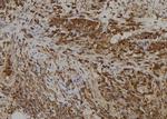 SLC5A5 Antibody in Immunohistochemistry (Paraffin) (IHC (P))