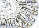 APITD1 Antibody in Immunohistochemistry (Paraffin) (IHC (P))