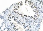 APITD1 Antibody in Immunohistochemistry (Paraffin) (IHC (P))