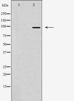 JAKMIP2 Antibody in Western Blot (WB)