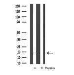 COX5A Antibody in Western Blot (WB)