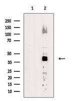 ADH7 Antibody in Western Blot (WB)