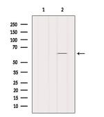 SLC30A1 Antibody in Western Blot (WB)