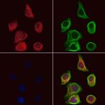 D4 Dopamine Receptor Antibody in Immunocytochemistry (ICC/IF)