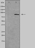 SMO Antibody in Western Blot (WB)