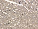 ETNPPL Isoform 1 Antibody in Immunohistochemistry (Paraffin) (IHC (P))