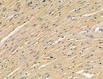 TOP1MT Antibody in Immunohistochemistry (Paraffin) (IHC (P))