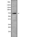 TOP1MT Antibody in Western Blot (WB)