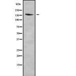 EDC4 Antibody in Western Blot (WB)