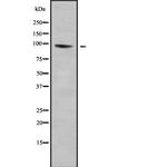 LRP12 Isoform A Precursor Antibody in Western Blot (WB)