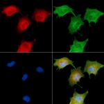 LRP12 Isoform A Precursor Antibody in Immunocytochemistry (ICC/IF)