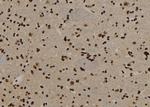 USP29 Antibody in Immunohistochemistry (Paraffin) (IHC (P))