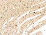 MCM5 Antibody in Immunohistochemistry (Paraffin) (IHC (P))