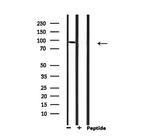 MCM5 Antibody in Western Blot (WB)