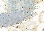 NKX3.1 Antibody in Immunohistochemistry (Paraffin) (IHC (P))