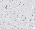 CCNL1 Antibody in Immunohistochemistry (Paraffin) (IHC (P))