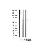 CCNL1 Antibody in Western Blot (WB)