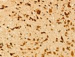 CCNL1 Antibody in Immunohistochemistry (Paraffin) (IHC (P))