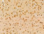 CCNL1 Antibody in Immunohistochemistry (Paraffin) (IHC (P))