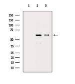 CCNL1 Antibody in Western Blot (WB)