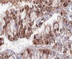 SENP5 Antibody in Immunohistochemistry (Paraffin) (IHC (P))