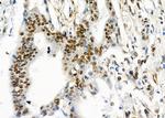 UBA2 Antibody in Immunohistochemistry (Paraffin) (IHC (P))