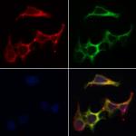 KIP2 Antibody in Immunocytochemistry (ICC/IF)