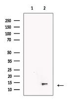 NDUFC2 Antibody in Western Blot (WB)