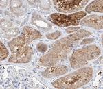 TRIM16 Antibody in Immunohistochemistry (Paraffin) (IHC (P))