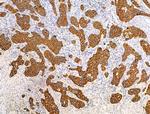 TRIM16 Antibody in Immunohistochemistry (Paraffin) (IHC (P))