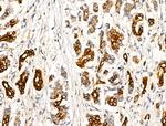 TRIM16 Antibody in Immunohistochemistry (Paraffin) (IHC (P))