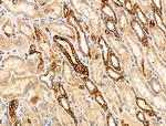 TRIM16 Antibody in Immunohistochemistry (Paraffin) (IHC (P))