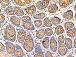 TRIM16 Antibody in Immunohistochemistry (Paraffin) (IHC (P))