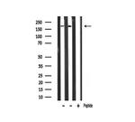 TAF1 Antibody in Western Blot (WB)