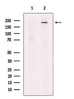 TAF1 Antibody in Western Blot (WB)