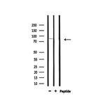 DMC1 Antibody in Western Blot (WB)