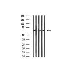 DUS2L Antibody in Western Blot (WB)