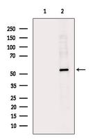 DUS2L Antibody in Western Blot (WB)