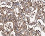 POFUT2 Antibody in Immunohistochemistry (Paraffin) (IHC (P))