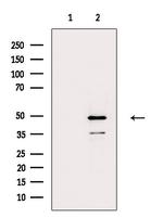 POFUT2 Antibody in Western Blot (WB)