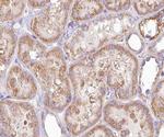 DGKH Antibody in Immunohistochemistry (Paraffin) (IHC (P))