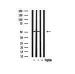 AKT Pan Antibody in Western Blot (WB)