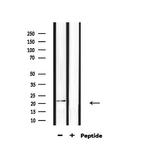 H1FOO Antibody in Western Blot (WB)