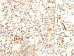 Phospho-JAK1 (Tyr1034) Antibody in Immunohistochemistry (Paraffin) (IHC (P))