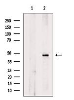 Phospho-GSK3B (Ser9) Antibody in Western Blot (WB)