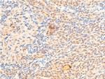 Phospho-GSK3B (Ser9) Antibody in Immunohistochemistry (Paraffin) (IHC (P))