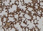 Phospho-c-Fos (Ser32) Antibody in Immunohistochemistry (Paraffin) (IHC (P))